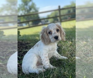 Cocker Spaniel Puppy for sale in CANOGA, NY, USA