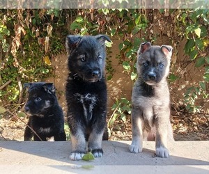 German Shepherd Dog-Siberian Husky Mix Puppy for sale in LOS BANOS, CA, USA