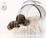 Small Photo #16 Saint Berdoodle Puppy For Sale in LEAVENWORTH, IN, USA