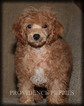 Small Photo #22 Poodle (Miniature) Puppy For Sale in COPPOCK, IA, USA