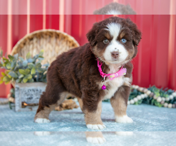 Medium Photo #4 Miniature Australian Shepherd Puppy For Sale in MILLERSBURG, OH, USA