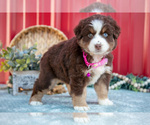 Small #3 Miniature Australian Shepherd