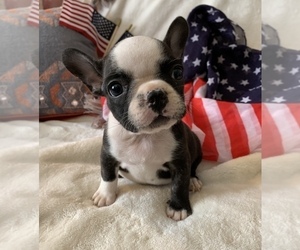 French Bulldog Puppy for sale in JOHNS ISLAND, SC, USA