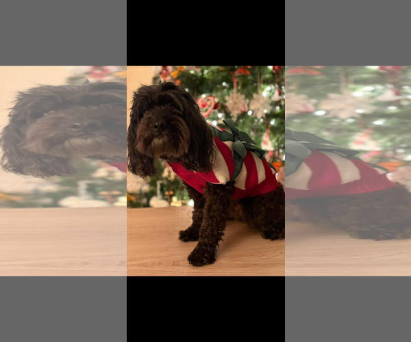 Medium Photo #2 Poodle (Miniature) Puppy For Sale in Spring, TX, USA