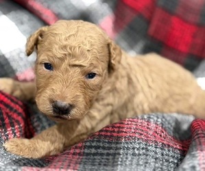Goldendoodle (Miniature) Puppy for sale in HICKORY, NC, USA