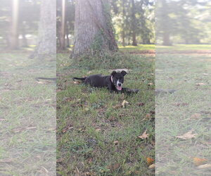Labrador Retriever-Unknown Mix Dogs for adoption in The Woodlands, TX, USA
