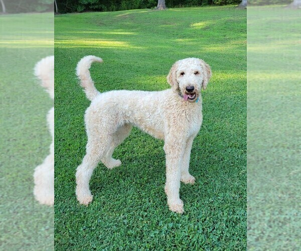 Medium Photo #1 Goldendoodle Puppy For Sale in RUTHERFORDTON, NC, USA