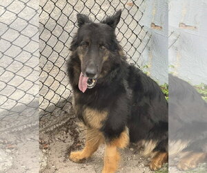 Ivy 3160 - Female German Shepherd Dog Dog for Adoption - Photo #4