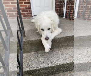 Howie - Male Great Pyrenees Dog for Adoption - Photo #24