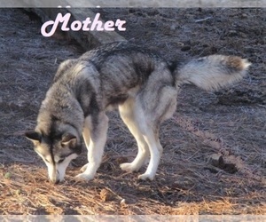 Mother of the Wolf Hybrid puppies born on 12/05/2019