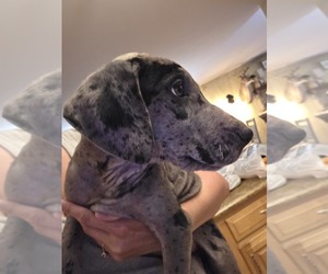 Great Dane Puppy for sale in UNION, IL, USA