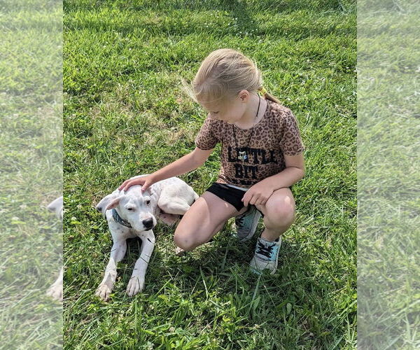 Medium Photo #19 Boxer-Unknown Mix Puppy For Sale in Germantown, OH, USA
