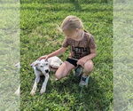 Small #18 Boxer Mix