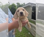 Small #6 Dachshund