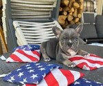 Puppy 6 French Bulldog