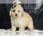 Small #2 Poodle (Miniature)