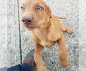 F2 Aussiedoodle-Vizsla Mix Puppy for sale in BEDFORD, IN, USA
