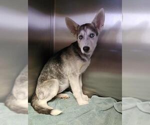 Siberian Husky-Unknown Mix Dogs for adoption in Redlands, CA, USA