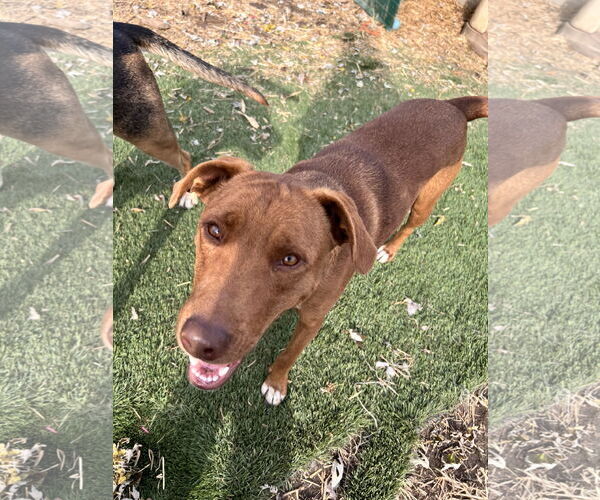 Medium Photo #5 Boxador Puppy For Sale in Tracy City, TN, USA