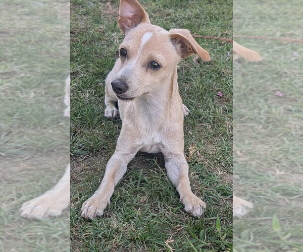 Medium Photo #4 Chihuahua-Unknown Mix Puppy For Sale in San Bernardino, CA, USA