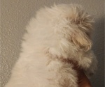 Small #4 Shih Tzu