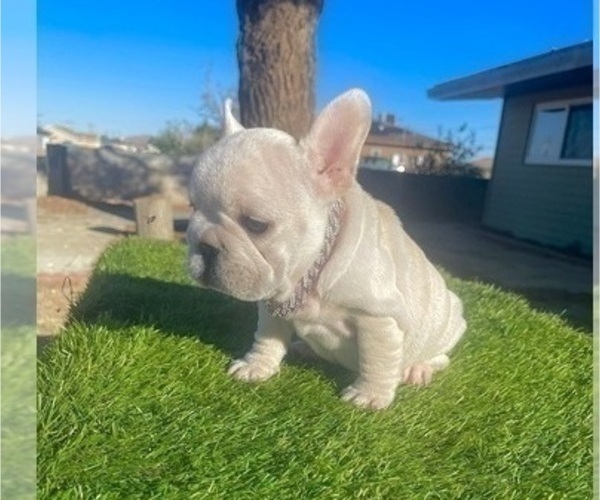 Medium Photo #5 French Bulldog Puppy For Sale in DENVER, CO, USA