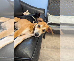 Mutt Dogs for adoption in Cliffwood, NJ, USA