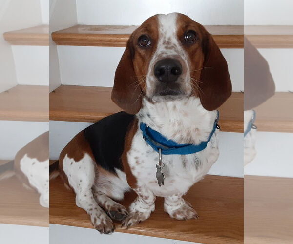 Medium Photo #4 Bagle Hound Puppy For Sale in Deepwater, NJ, USA