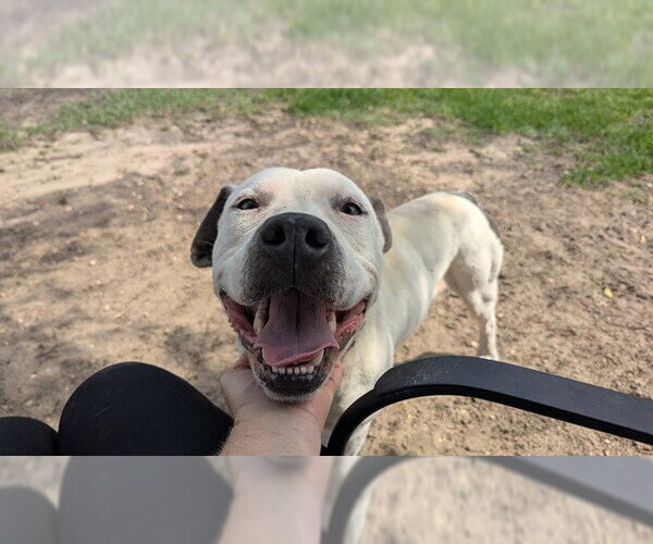 Medium Photo #3 American Pit Bull Terrier Puppy For Sale in Ocala, FL, USA