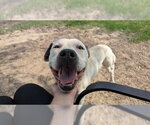 Small #2 American Pit Bull Terrier
