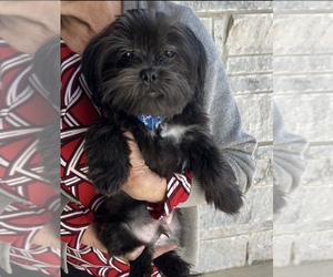 Mal-Shi Puppy for sale in POTEAU, OK, USA