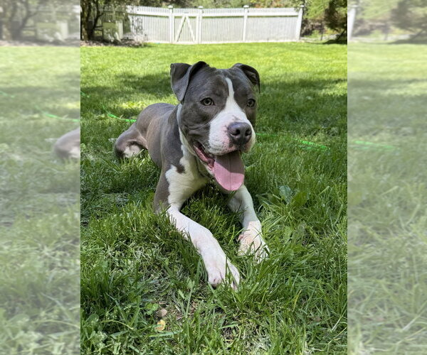 Medium Photo #11 Bullboxer Pit Puppy For Sale in Brewster, NY, USA
