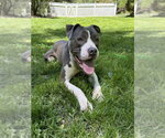 Small #10 Bullboxer Pit
