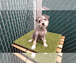 - Mix Dogs for adoption in Downey, CA, USA