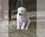 Small Photo #15 Great Pyrenees Puppy For Sale in RONAN, MT, USA