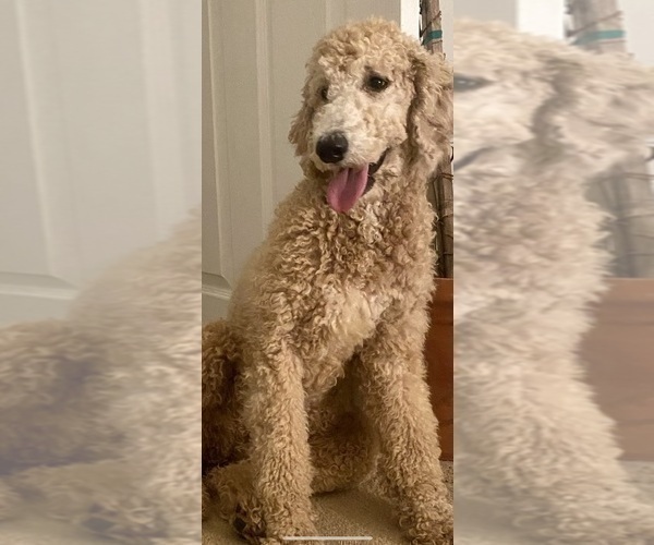Medium Photo #1 Labradoodle-Poodle (Standard) Mix Puppy For Sale in CYPRESS, TX, USA