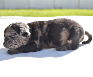 Pug Puppy for sale in PALM COAST, FL, USA