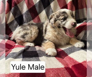 Medium Australian Shepherd