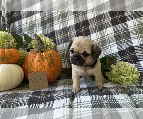 Medium Photo #5 Puggle Puppy For Sale in ELKTON, VA, USA