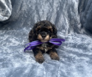 Poodle (Toy) Puppy for sale in JEFFERSONVILLE, IN, USA