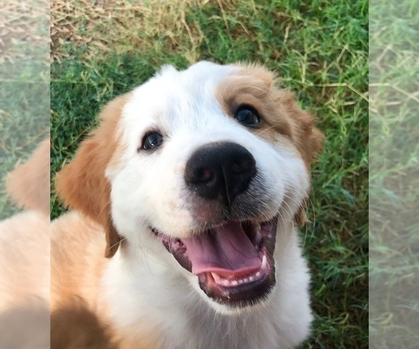 Medium Photo #16 Great Bernese Puppy For Sale in SCOTTSDALE, AZ, USA