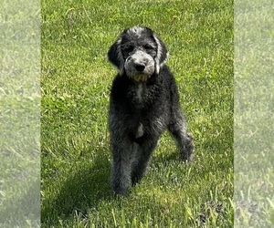 Labradoodle Puppy for sale in DUNDEE, OH, USA