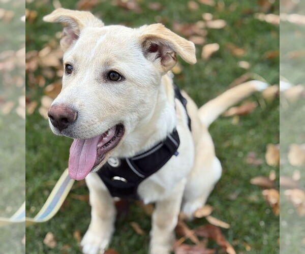 Medium Photo #3 Labrador Retriever-Unknown Mix Puppy For Sale in Fargo, ND, USA