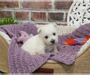 West Highland White Terrier Puppy for Sale in SYRACUSE, Indiana USA