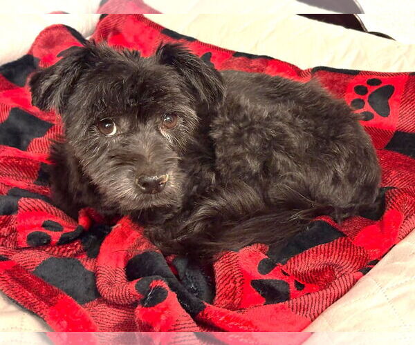 Medium Photo #1 Mutt Puppy For Sale in Boonton, NJ, USA