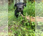 Small #6 Mutt