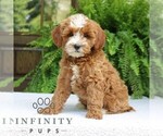 Small #2 Cavapoo (Miniature)