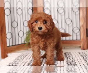 Cavapoo Puppy for sale in NAPLES, FL, USA