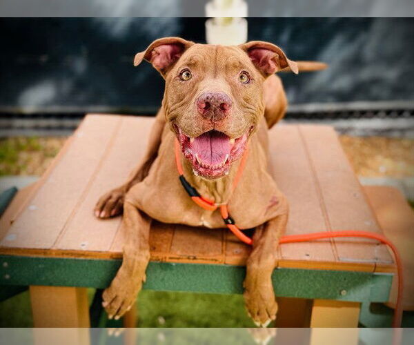 Medium Photo #2 American Pit Bull Terrier Puppy For Sale in Orlando, FL, USA
