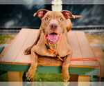 Small #1 American Pit Bull Terrier
